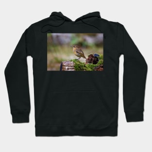 Juvenile Robin Hoodie